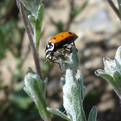 hippodamia convergens on filago californica - converbent lady beetle on california filago hippodamia convergens on filago californica